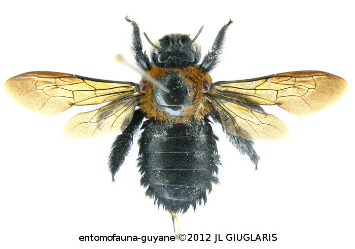 Xylocopa aurulenta (Fabricius, 1804) 