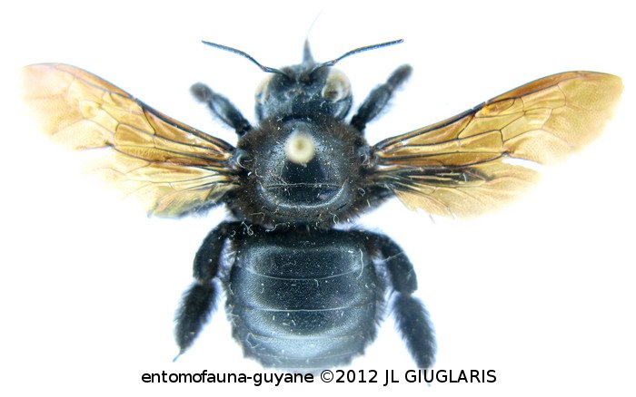 Xylocopa submordax  Cockerell, 1935