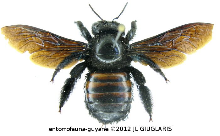 Xylocopa frontalis (Olivier,1789)