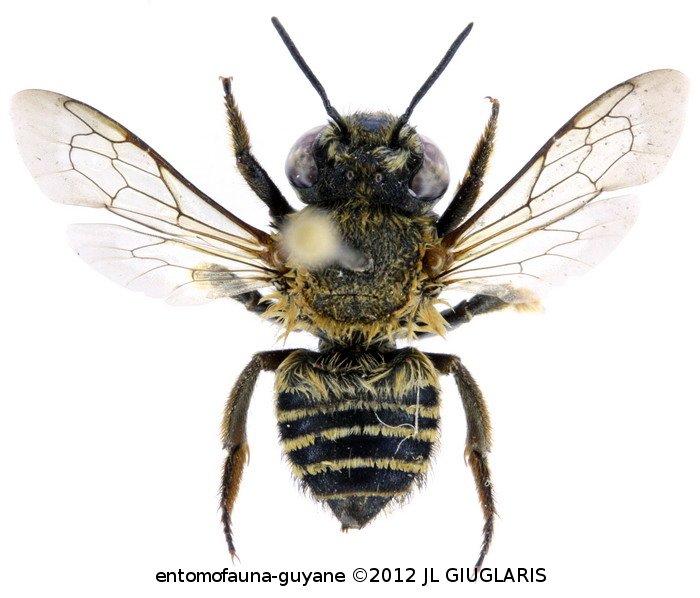 Megachile parensis ()