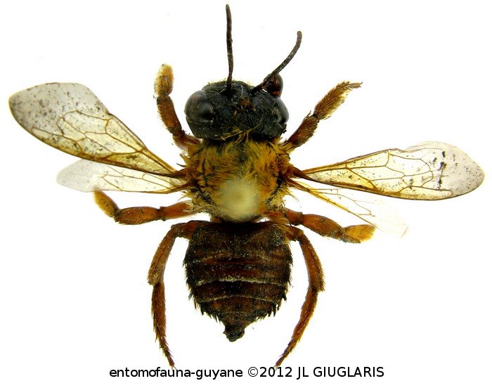 Megachile sp1