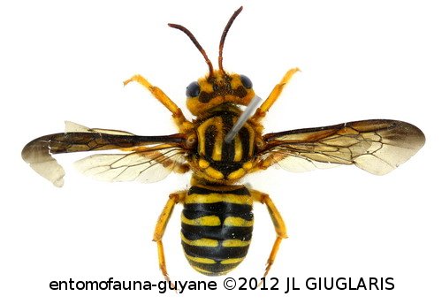 Hoplostelis bilineolata (Spinola, 1841)