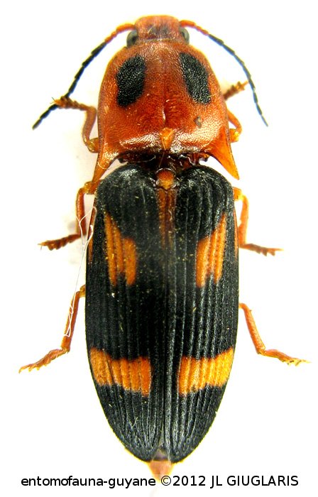 Platycrepidius dewynteri Chassain, 2009