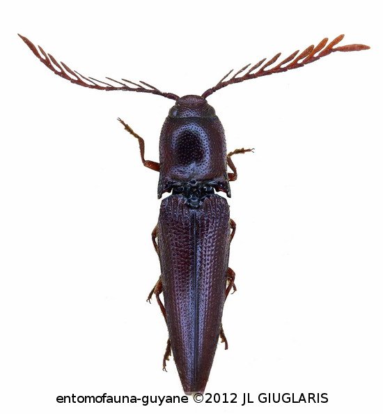 Dicrepidius ramicornis  Palisot de Beauvois, 1805