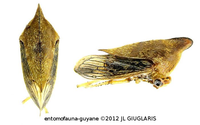 Membracidae Gen sp2