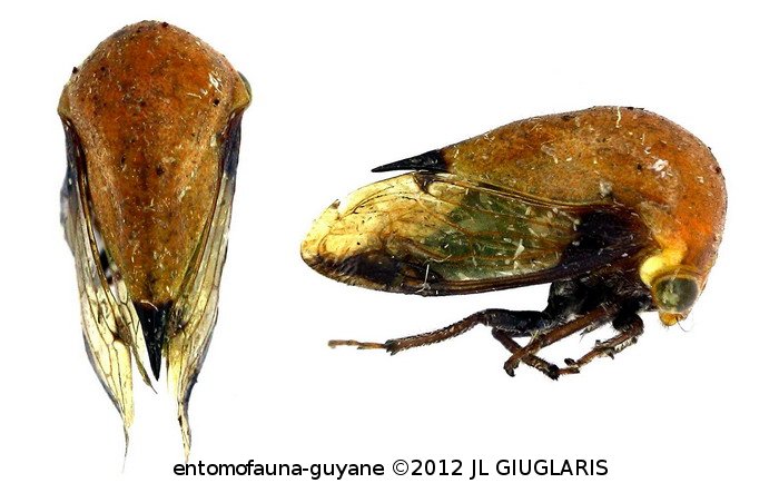 Germariana terminalis (Walker, 1858)