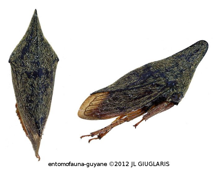 Membracidae Gen sp56