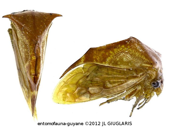 Ceresa sp2
