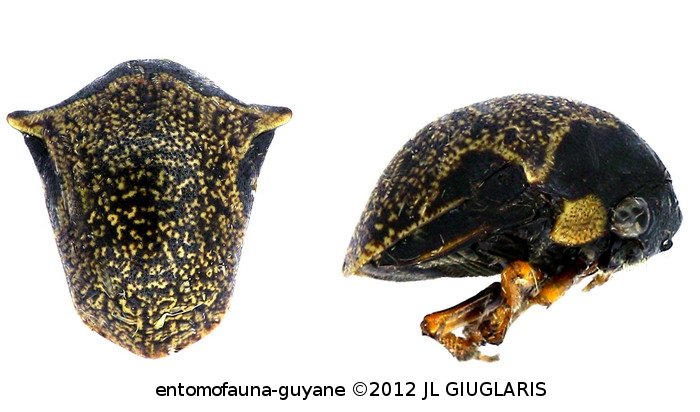 Tragopa sp3