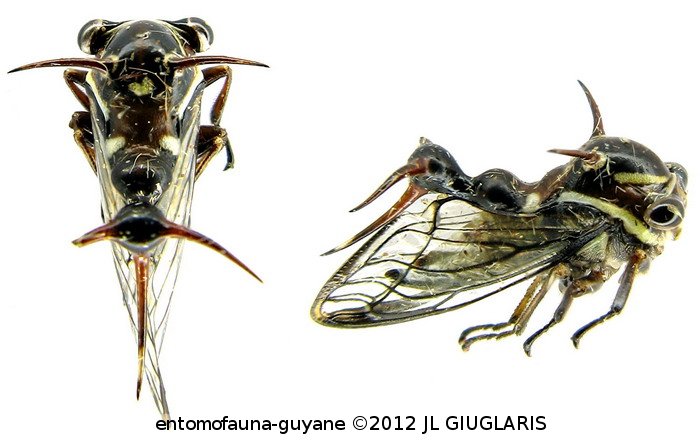 Heteronotus albopunctus Boulard, 1980 