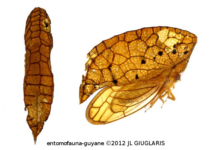 Oeda inflata (Fabricius,1787)