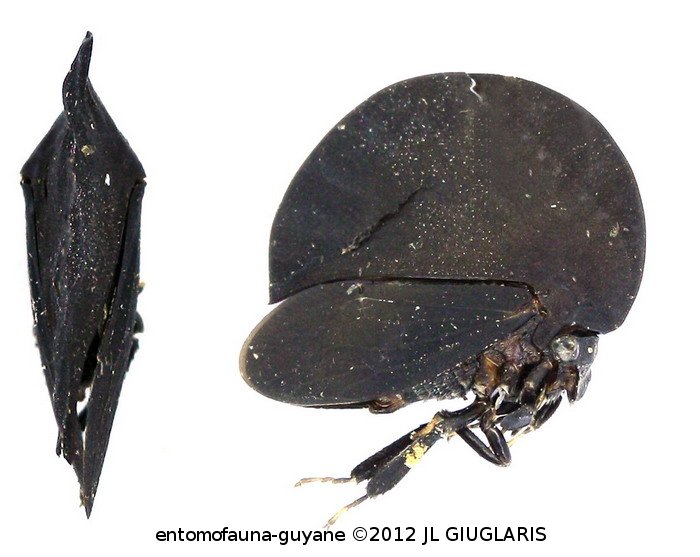 Membracis foliatafusca (De Geer, 1773) 