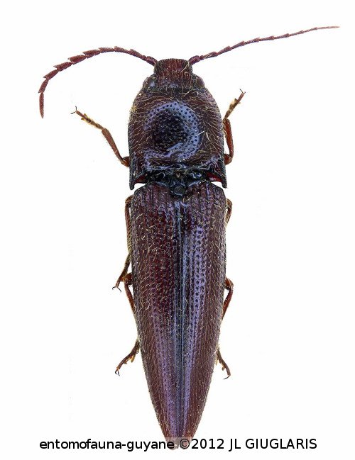 Crepidus emarginatus Candeze, 1859