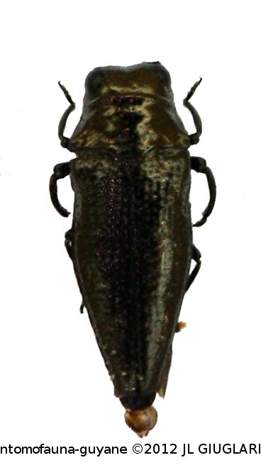 Taphrocerus sp2