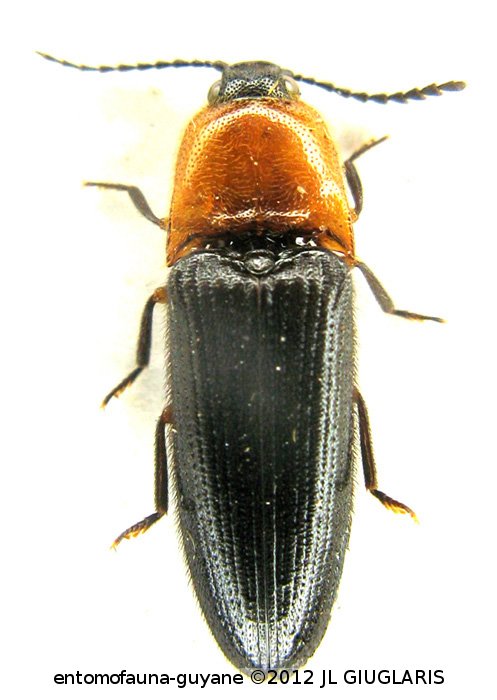 Achrestus ruficollis ? (Fleutiaux, 1902)