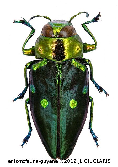 Actenodes obscuripennis  Laporte & Gory, 1837