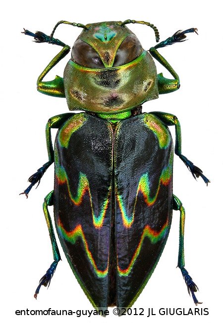 Actenodes versicolor. Laporte & Gory, 1837