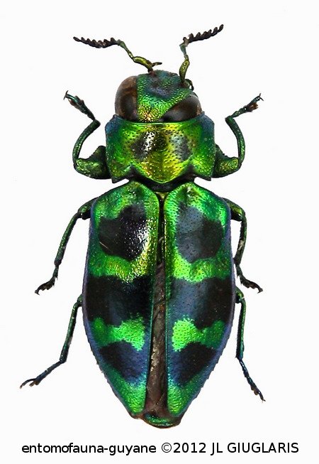 Chrysobothris sp5