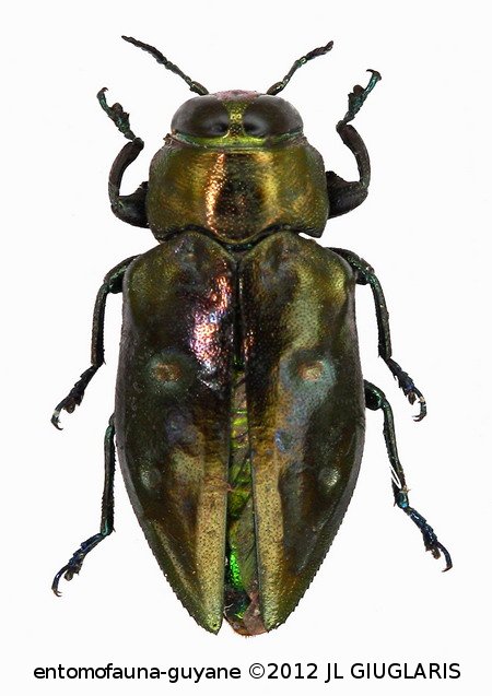 Chrysobothris sp4