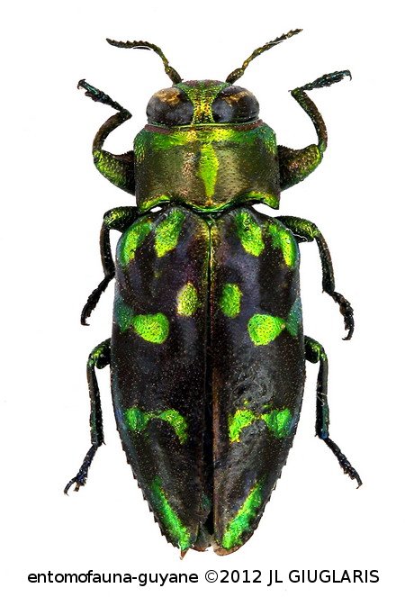 Chrysobothris sp2