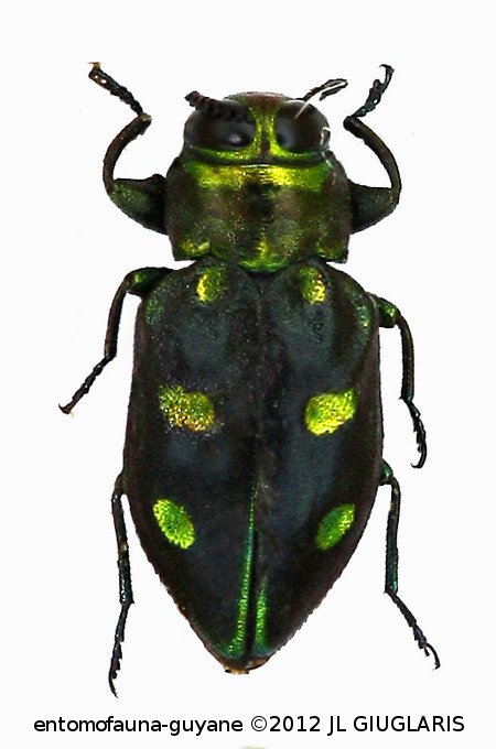 Chrysobothris sp6