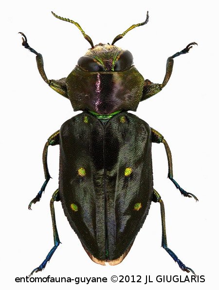 Chrysobothris cordicollis Laporte & Gory, 1837