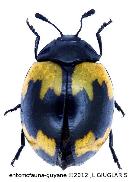 Erotylidae Gen sp 31