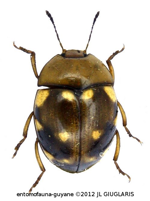 Iphiclus  (Megaprotus) orphanulus  (Lacordaire,1842) 