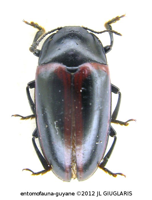 Ischyrus circumscriptus  Duponchel, 1825