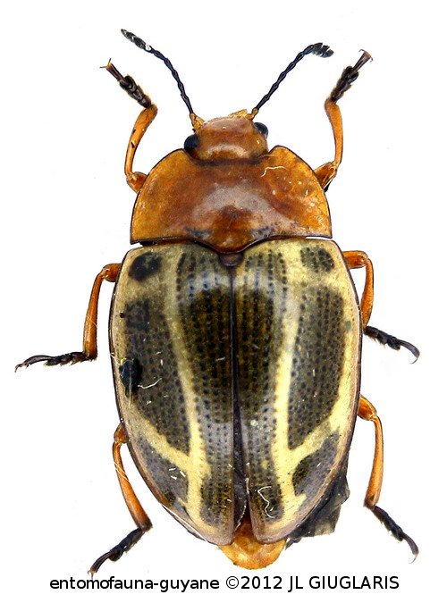 Erotylidae Gen sp 21