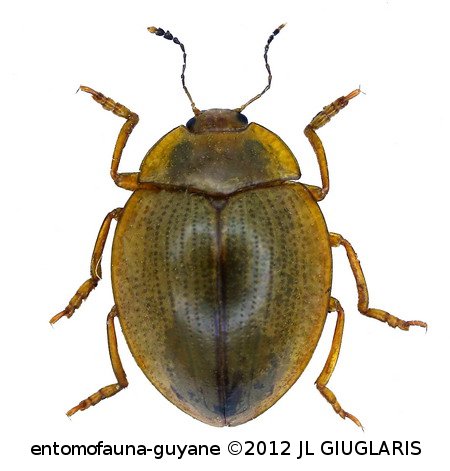 Erotylidae Gen sp 55