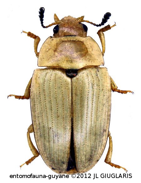 Erotylidae Gen sp 35