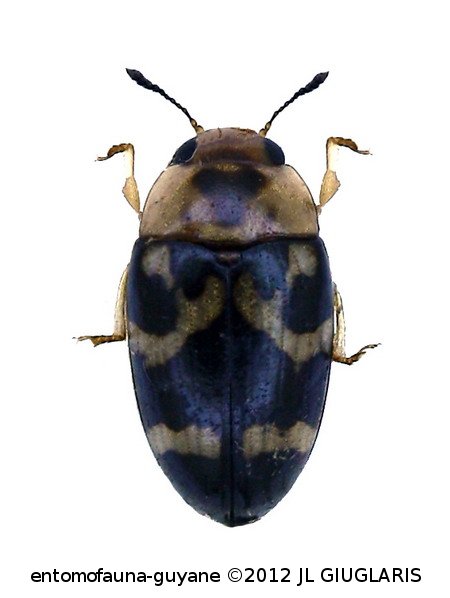 Mycotretus lacertosus  Lacordaire,  1842 