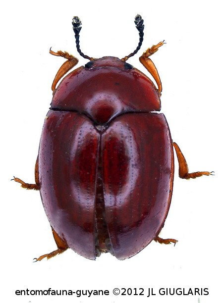 Erotylidae Gen sp 50