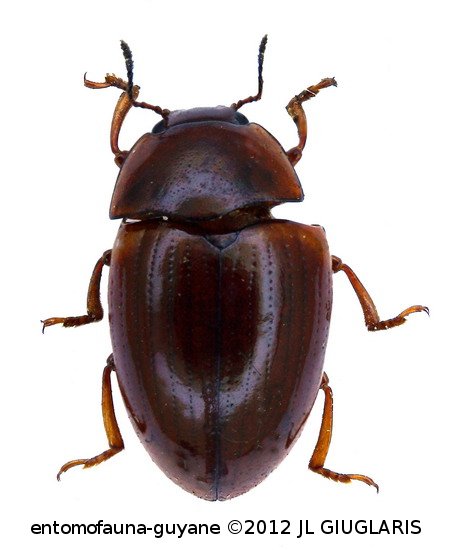 Erotylidae Gen sp 56