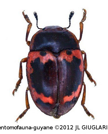 Iphiclus (Neobarytopus) bellulus Lacoraire,1842