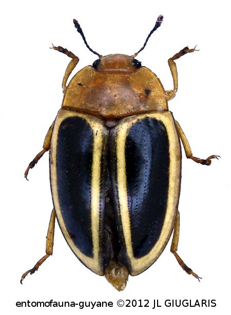 Iphiclus (Harodactylus) egensis (Gorham, 1889)