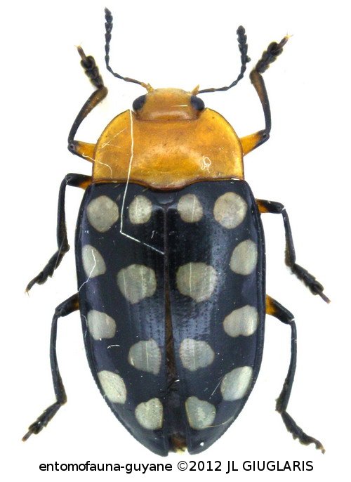 Iphiclus (Megaprotus ) sedecimguttatus (Olivier, 1792)