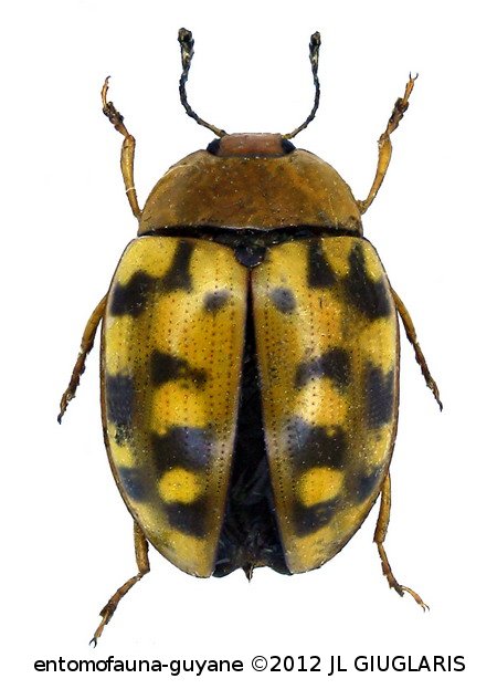 Iphiclus (Habrodactylus) meleagris  Lacordaire, 1842