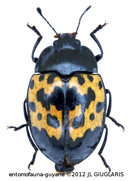 Iphiclus (Neobarytopus) distinctus  Duponchel,1825