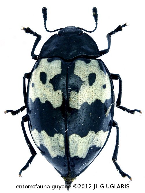 Barytopus surinamensis (Voet, 1778)