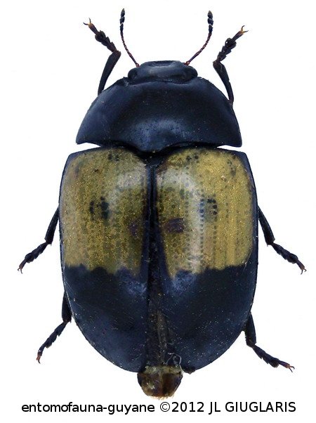 Typocephalus dimidiatus Olivier, 1792