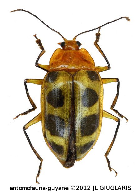 Neopriotelus octomaculatus Olivier, 1792