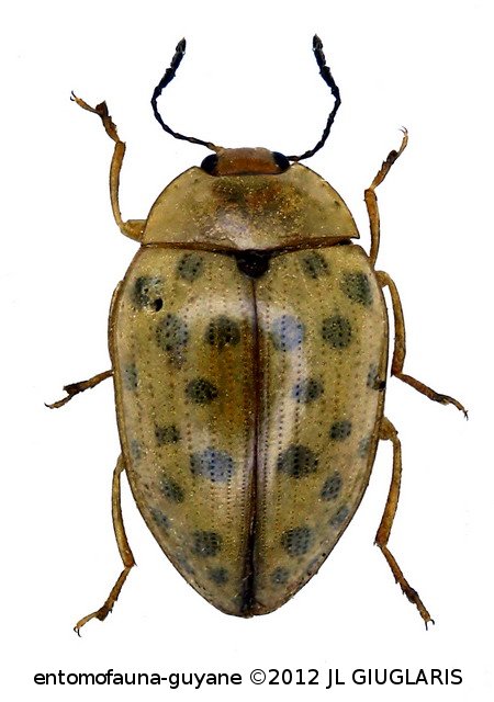 Neopriotelus irroratus Lacordaire, 1842