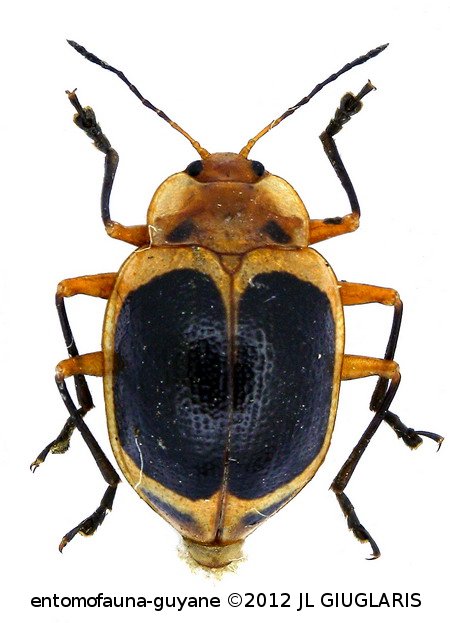 Olygocorynus cinctus   Herbst,1799