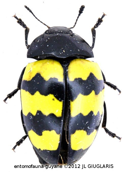 Iphiclus  (Neobarytopus) tricinctus  Duponchel,  1825