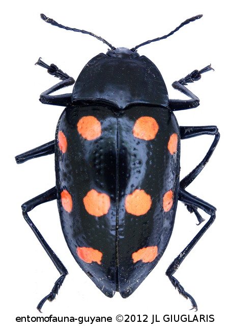 Scaphidomorphus quinquepunctatus (Fabricius, 1775)