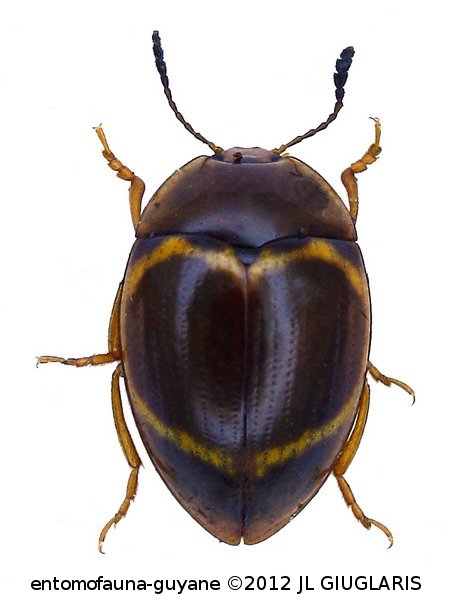 Iphiclus (Megaprotus) circulus Lacordaire, 1842