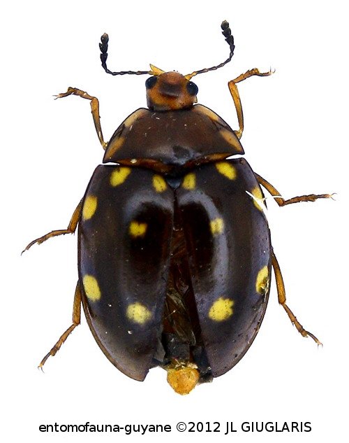 Iphiclus (Megaprotus) duodecimpustulatus  Lacordaire, 1842