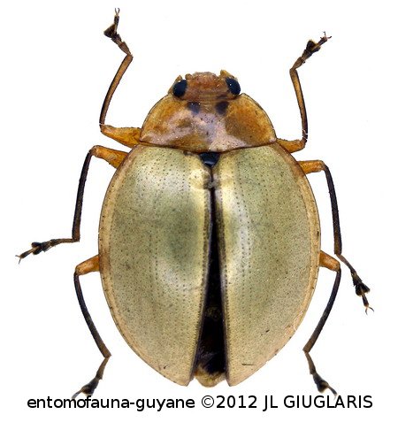 Phricobacis scutellaris Lacordaire,  1842